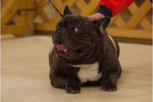 販売中のフレンチブルドッグの親犬